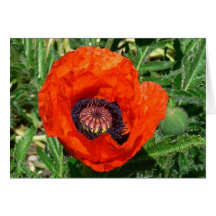 Oriental Poppy Greeting Card