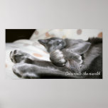 Oriental Shorthair Cat Print