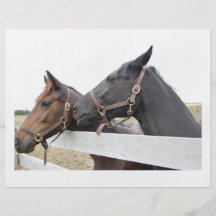 Original Horse Whisperer Flyer