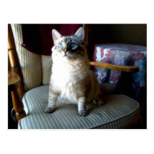 Orlando cat postcard