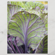ornamental cabbage flyers