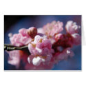 Ornamental cherry tree blossom - Card