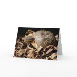 Ornate Box Turtle Card (Blank)