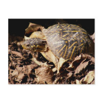 Ornate Box Turtle