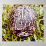 Ornate Box Turtle posters