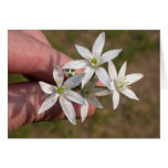 Ornithogalum umbellatum greeting card