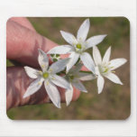 Ornithogalum umbellatum mouse mats