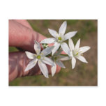 Ornithogalum umbellatum postcards