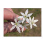Ornithogalum umbellatum postcards