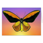Ornithoptera coresus lydius greeting card
