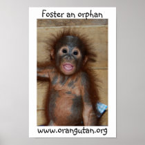 Orphan Baby Orangutan