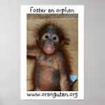 Orphan Baby Orangutan posters