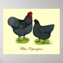 Orpington:  Blue Pair Poster