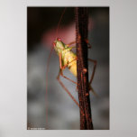 Orthoptera posters