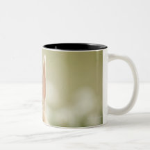 Oryctolagus cuniculus 2 coffee mugs