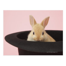 Oryctolagus cuniculus postcards
