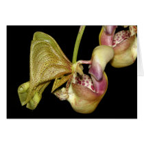 OSA: Coryanthes horichiana Greeting Cards