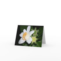OSA: Gustavia brachycarpa Greeting Card