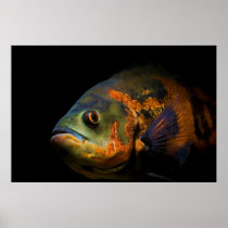 Oscar Fish Astronotus Ocellatus Print