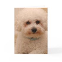 Oscar the Bichon Frise Greeting Card