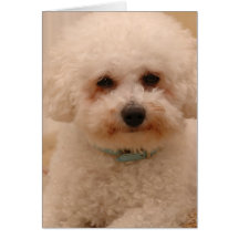 Oscar the Bichon Frise Greeting Card
