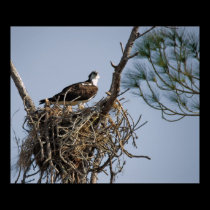 OSPREY 2 posters