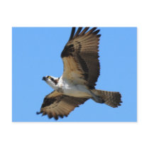 Osprey Bird Postcard