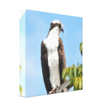 Osprey Canvas Print