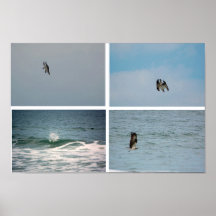 Osprey Fishing Print