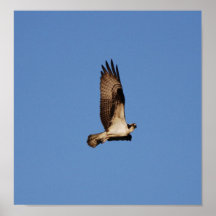 Osprey in Flight Print