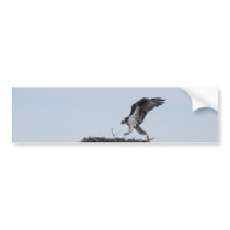 Osprey Landing Bumper Stickers