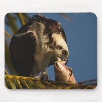 Osprey mousepads