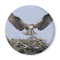 Osprey Nest Magnet