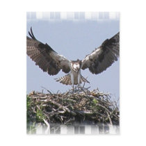 Osprey Nest Postcard