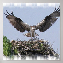 Osprey Nest Poster