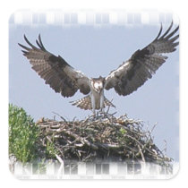 Osprey Nest Stickers