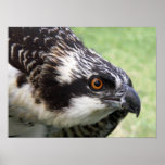 Osprey Poster
