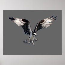 Osprey Poster