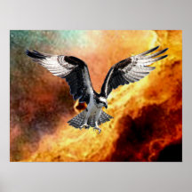 Osprey Poster