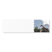 Osprey Sitting on Nest Bumper Stickers