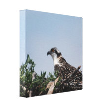 Osprey Sitting on Nest Canvas Print