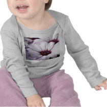 Osteospermum