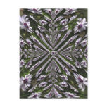 Osteospermum Abstract postcards