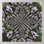 Osteospermum Abstract Poster posters