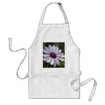 Osteospermum aprons