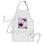 Osteospermum aprons
