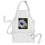Osteospermum aprons