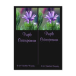 Osteospermum Bookmarks Postcard