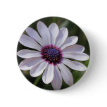 Osteospermum buttons