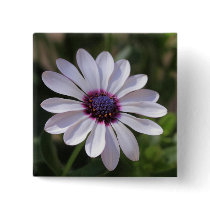 Osteospermum Buttons